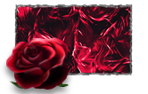Flowering Rose